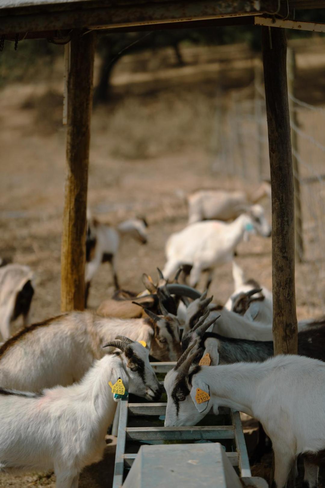 Herdade Vale De Cabras Portel Dış mekan fotoğraf