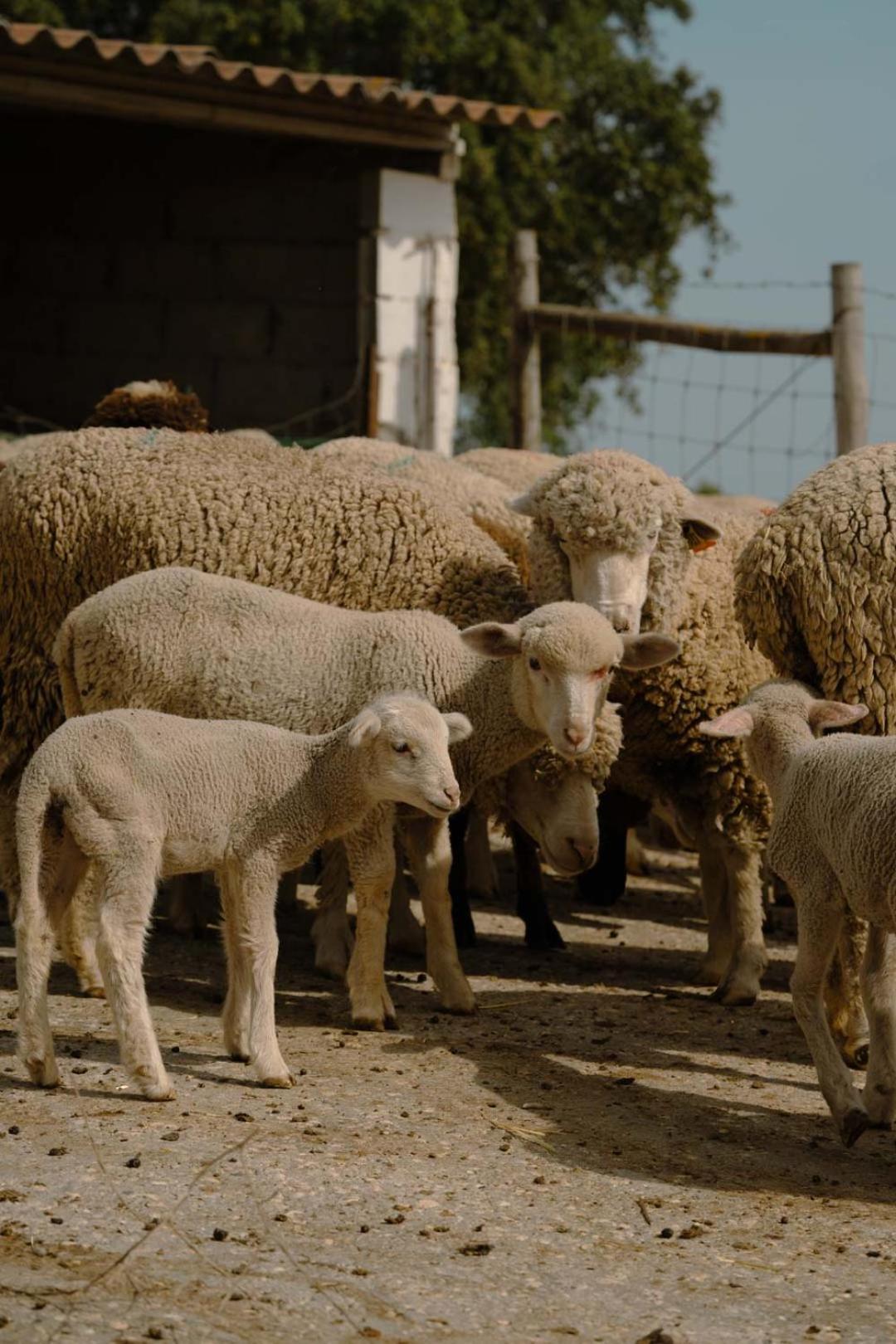 Herdade Vale De Cabras Portel Dış mekan fotoğraf