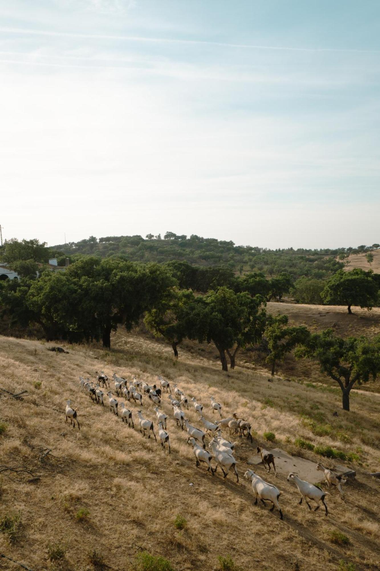 Herdade Vale De Cabras Portel Dış mekan fotoğraf