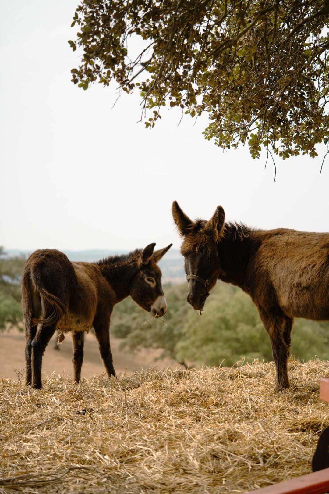Herdade Vale De Cabras Portel Dış mekan fotoğraf